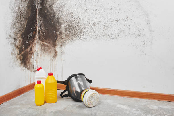 Best Toxic Mold Removal  in Ridgetop, TN