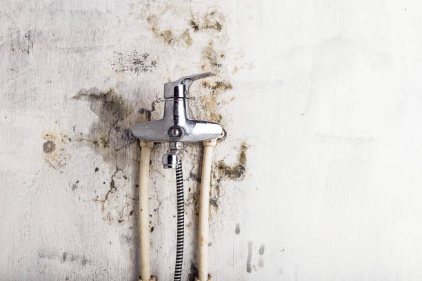 Mold Removal and Inspection in Ridgetop, TN
