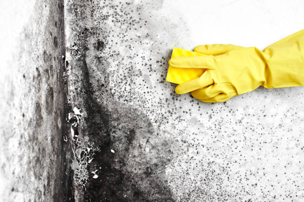 Best Local Mold Removal Service  in Ridgetop, TN