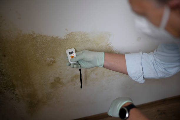 Best Same-Day Mold Removal  in Ridgetop, TN
