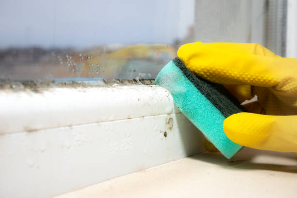 Best Affordable Mold Removal  in Ridgetop, TN