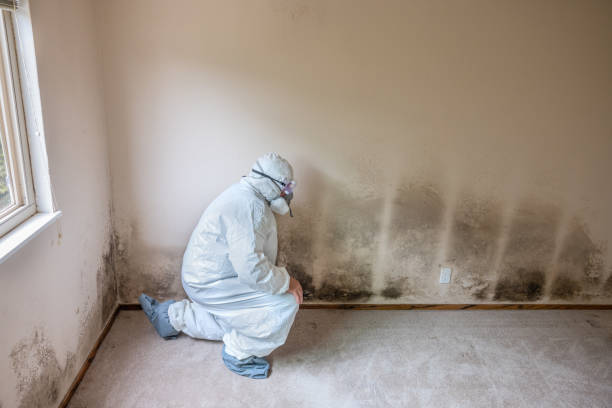Best Toxic Mold Removal  in Ridgetop, TN