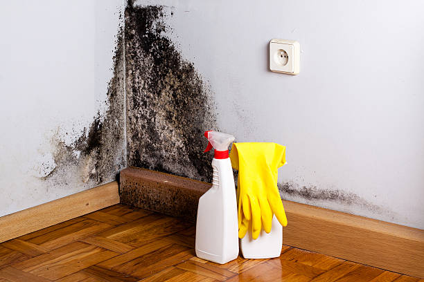 Best Professional Mold Removal  in Ridgetop, TN