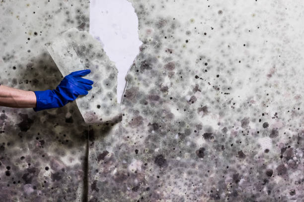 Best Emergency Mold Removal  in Ridgetop, TN
