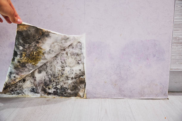 Mold Testing and Removal in Ridgetop, TN